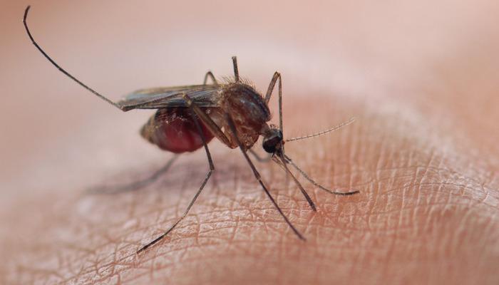 Aman dikkat tedavisinin gecikmesi ölümcül olabilir! Sivrisineklerden bulaşıyor
