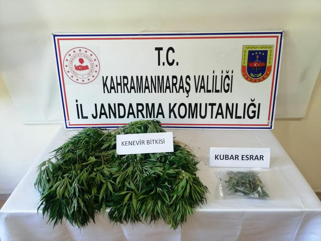 Jandarmadan Yasadışı Ekim ( Kenevir Bitkisi) operasyonları devam ediyor