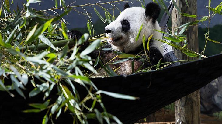 ABD’deki son dört panda: Çin'e geri dönüyorlar