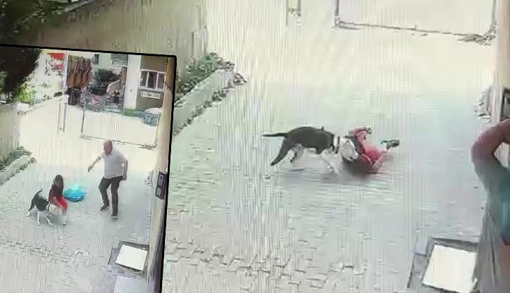 Ataşehir'de korku dolu anlar! Pitbull cinsi köpek çocuğa saldırdı