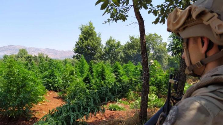 Diyarbakır'da 12 milyon 389 bin kök kenevir ve skunk ele geçirildi