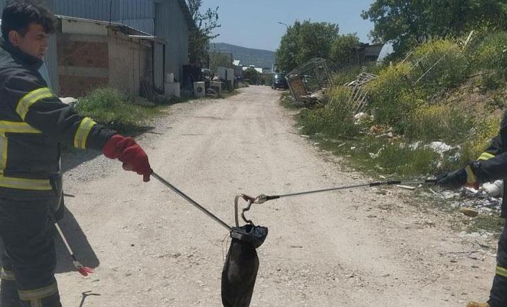 Kütahya'da yılan avı!