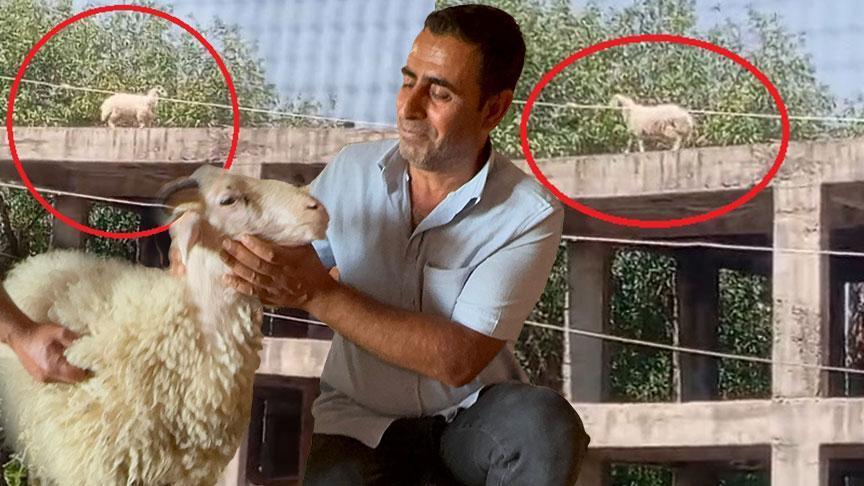 Kuzuyken alıp besledi! Satılmak istenince öyle bir şey yaptı ki sahibi vazgeçti