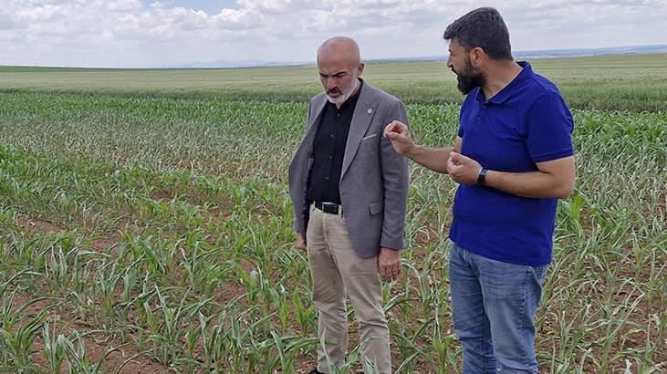 Tarlasını ekmek için 500 bin lira harcadı! Geri geldi, gözlerine inanamadı: Milli bir servet