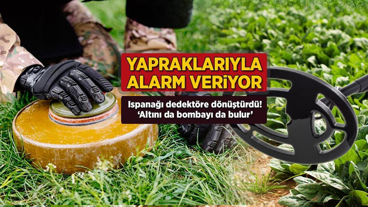 Yapraklarıyla alarm veriyor! Ispanağı dedektöre dönüştürdü: 'Altını da bombayı da bulur'